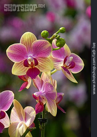 
                Knabenkraut, Orchideenblüte                   