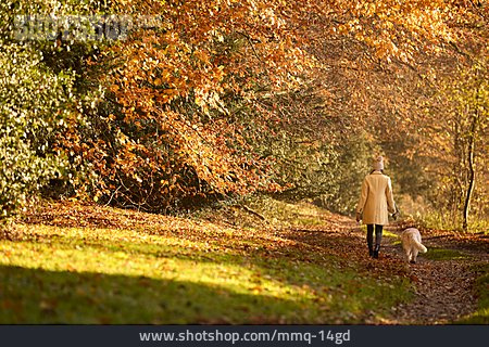 
                Wald, Herbst, Spaziergang, Golden Retriever, Gassi Gehen                   