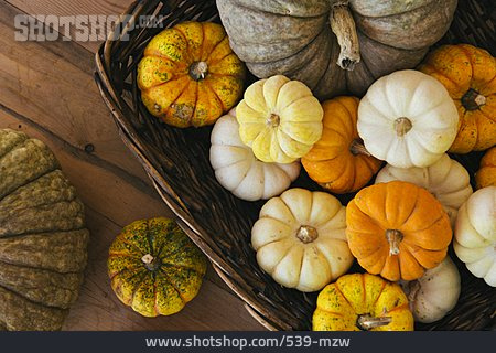 
                Autumn, Squash, Ornamental Gourd, Various                   