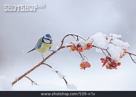 
                Winter, Beeren, Blaumeise                   