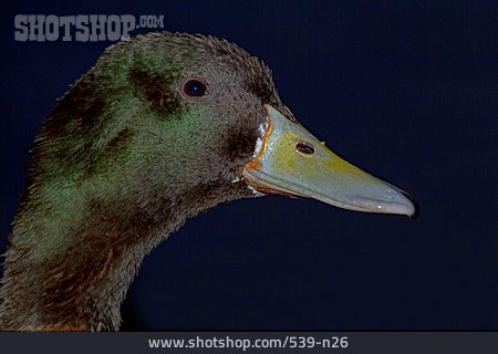
                Duck, Mallard Duck                   