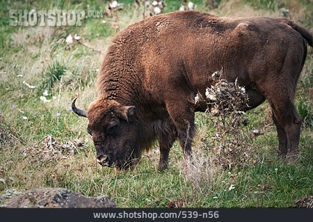 
                Wisent, Europäischer Bison                   