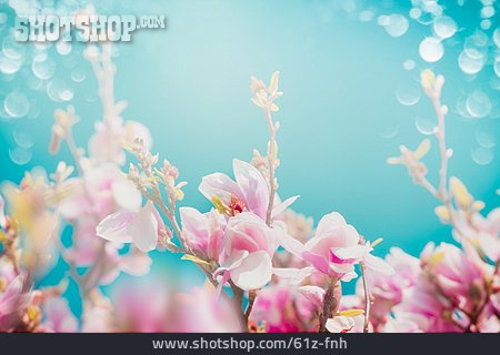 
                Magnolienblüte                   