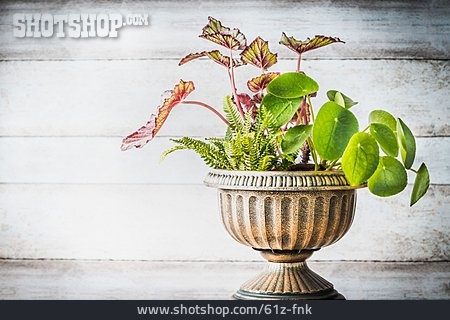
                Antik, Zimmerpflanze, Blumentopf                   