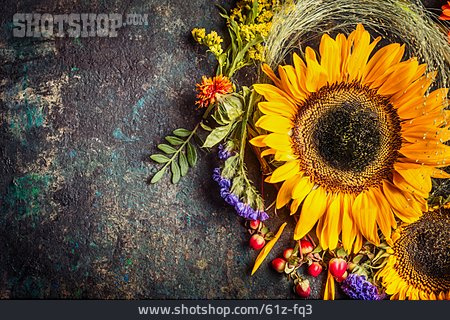 
                Blumen, Sonnenblume, Blumendekoration                   