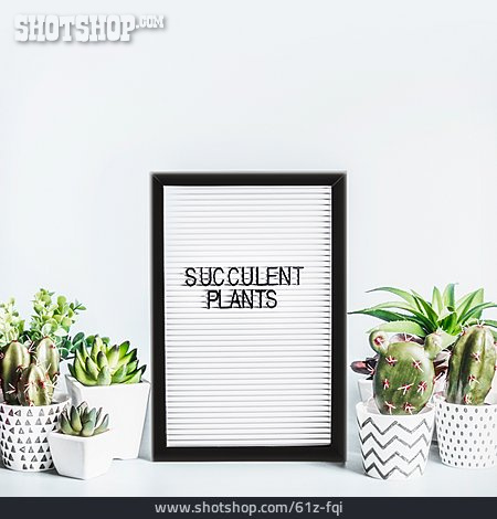 
                Sukkulenten, Succulent Plants                   