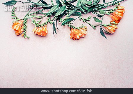 
                Blume, Floral, Zierblume                   