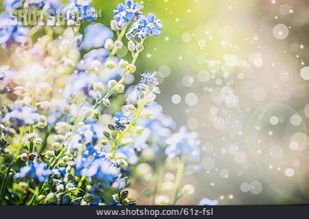 
                Frühjahr, Vergissmeinnicht, Pollenflug                   