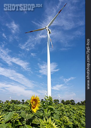 
                Erneuerbare Energie, Windkraft, Sonnenblumenfeld                   