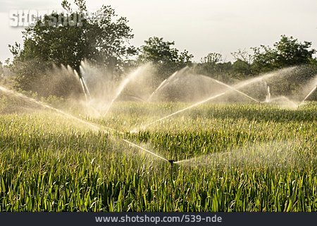 
                Bewässerung, Maisanbau, Bewässerungsanlage                   