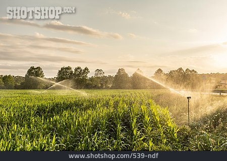 
                Landwirtschaft, Sprinkler, Bewässerungsanlage                   