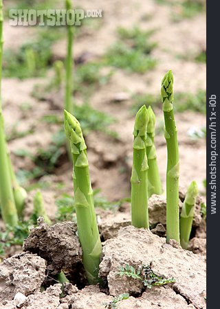 
                Green Asparagus, Gardening                   