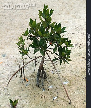 
                Mangrove, Salzpflanze                   