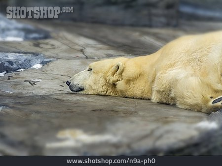 
                Schlafen, Eisbär                   