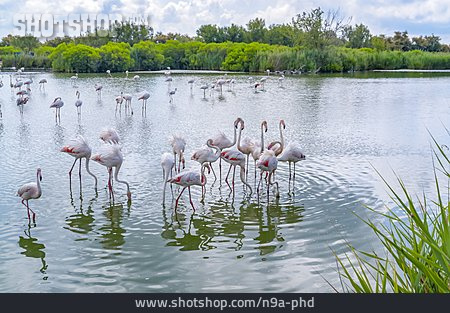 
                Flamingoherde, Regionaler Naturpark Camargue                   