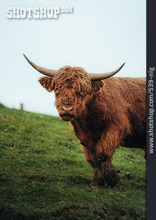 
                Schottisches Hochlandrind, Kyloe, Highland Cattle                   