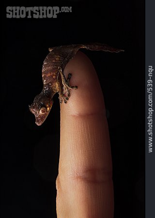 
                Gecko, Satanischer Blattschwanzgecko                   