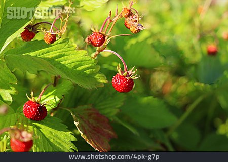 
                Wald-erdbeere                   