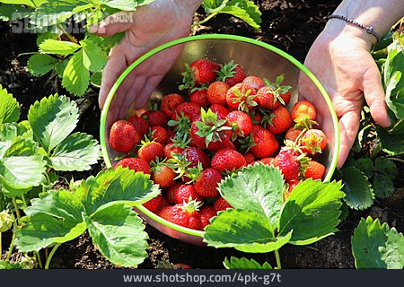 
                Erdbeeren, Ernten                   
