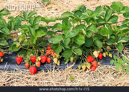 
                Erdbeeren, Erdbeerpflanze                   