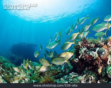 
                Unterwasser, Korallenriff, Fischschwarm                   
