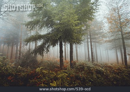 
                Wald, Nebelig, Nadelbaum                   