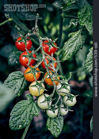 
                Kirschtomate, Tomatenpflanze, Gemüseanbau, Reifegrad                   