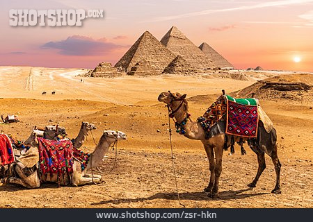 
                Pyramiden, Kamele, Gizeh, Weltwunder, Pyramiden Von Gizeh                   