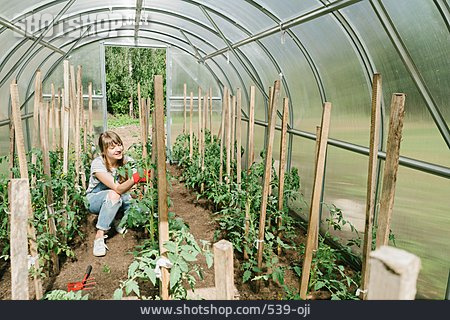 
                Gartenarbeit, Tomatenpflanze, Anbinden, Gärtnerin                   