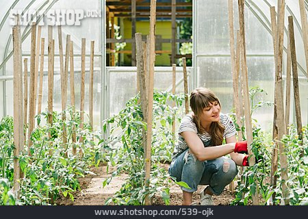 
                Gewächshaus, Tomatenpflanze, Gemüseanbau, Anbinden, Gärtnerin                   