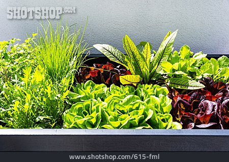 
                Salat, Gartenkräuter                   