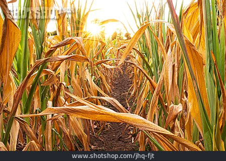 
                Landwirtschaft, Trockenheit, Maisfeld                   