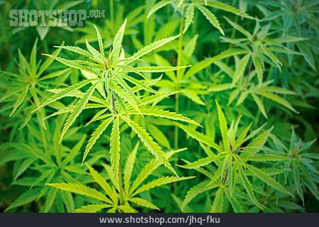 
                Cannabis, Marihuana, Hanfpflanze                   