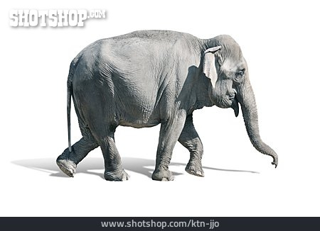 
                Gehen, Elefant                   
