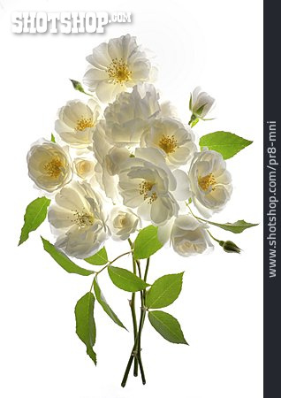 
                Blüten, Wildrose                   