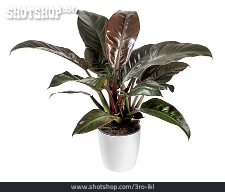 
                Baumfreund, Philodendron Imperial Red                   
