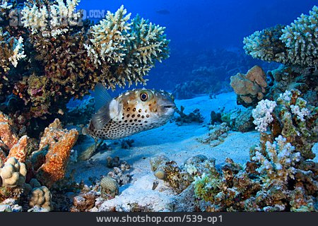 
                Korallenriff, Igelfisch                   
