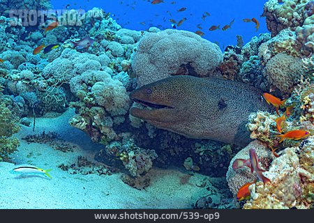 
                Korallenriff, Rotes Meer, Muränen                   