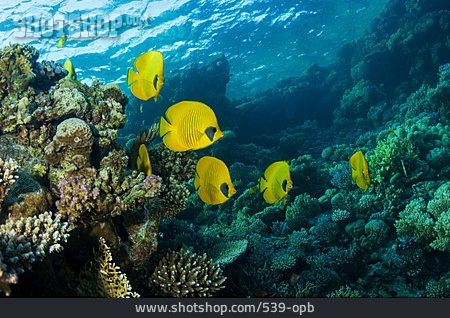 
                Korallenriff, Falterfische                   