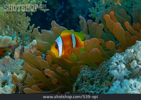 
                Korallen, Rotmeer-anemonenfisch                   