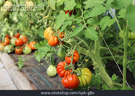 
                Tomatenpflanze, Gemüseanbau, Fleischtomate                   