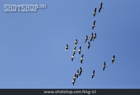 
                Formationsflug, Zugvögel, Kraniche                   