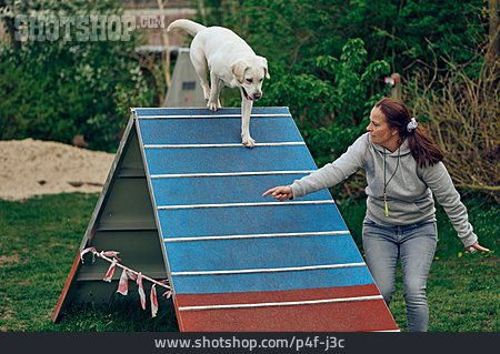 
                Agility, Dog Sport, Dog Training                   