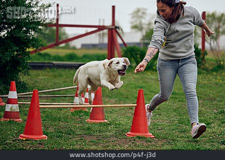
                Springen, Hund, Hindernis, Hundesport                   