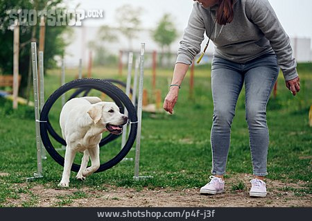 
                Labrador Retriever, Agility, Dog Sport, Dog Training                   