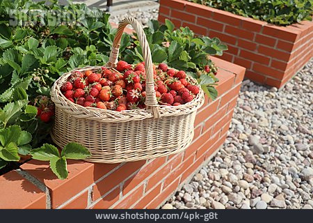 
                Korb, Erdbeere, Ernte                   
