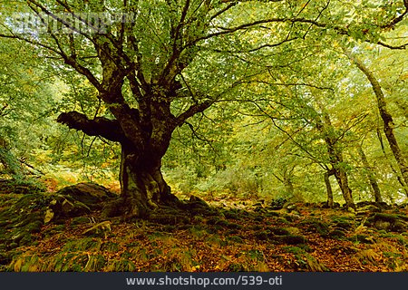 
                Baum, Wald                   