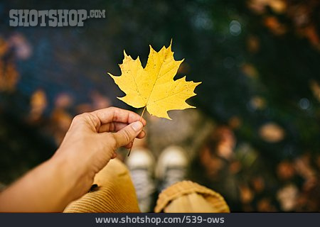 
                Halten, Hand, Herbstblatt, Spitzahorn                   