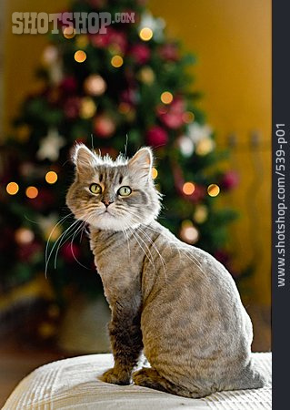 
                Katze, Weihnachtsbaum                   