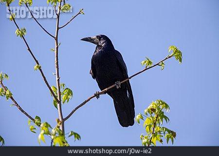 
                Crow                   